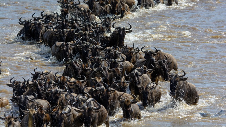 Wildebeest swimming