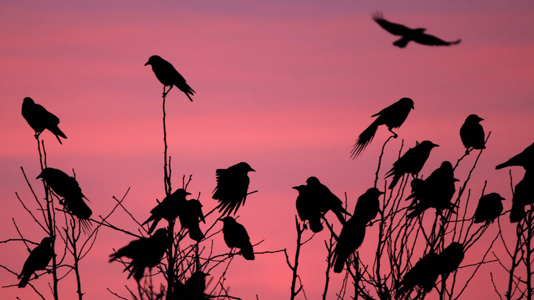 crows on branches sunset