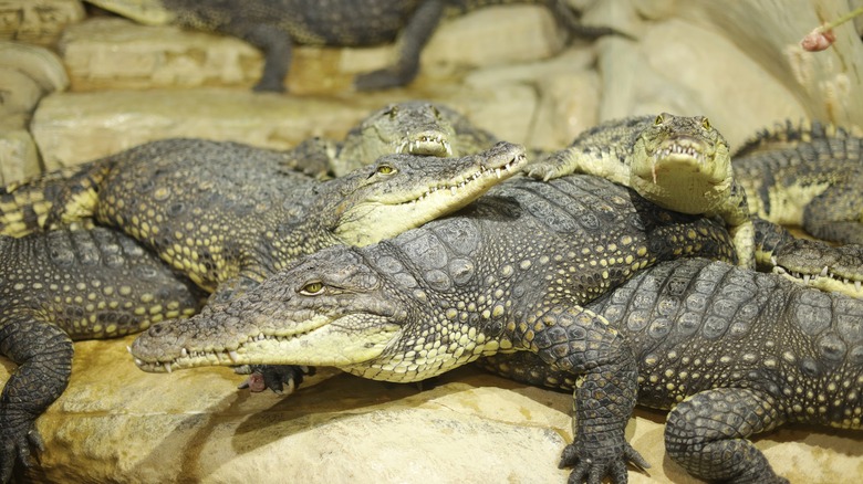 Crocodiles basking together