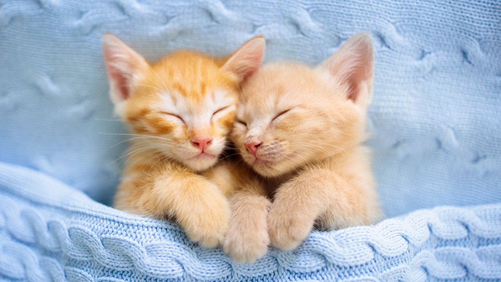 The Oldest Cat Breed In The World