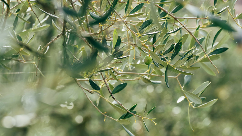 a green olive on a tree