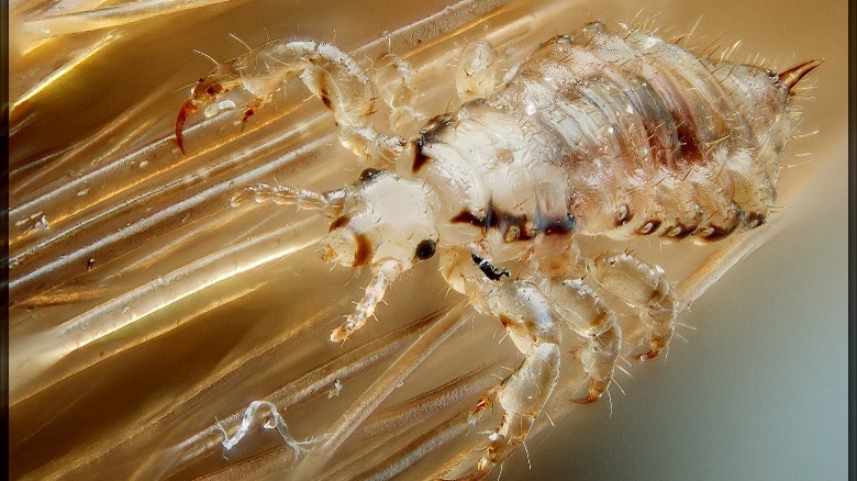head louse