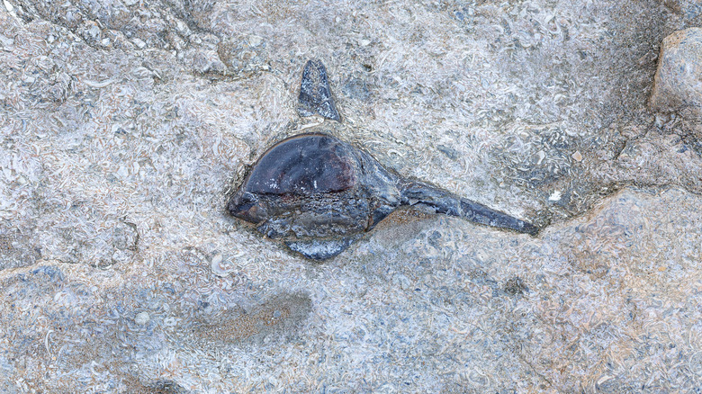 fossil of ancient fish in stone