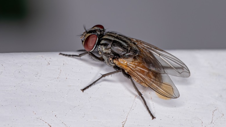 Housefly