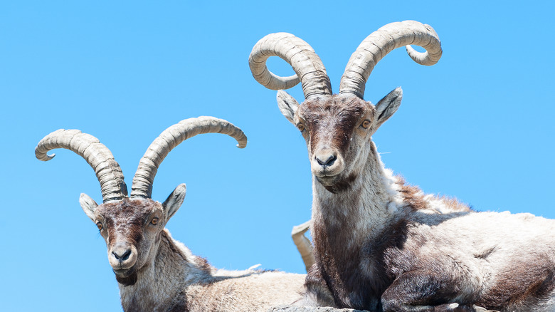 Two Pyrenean ibex