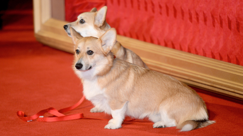 The royal corgis