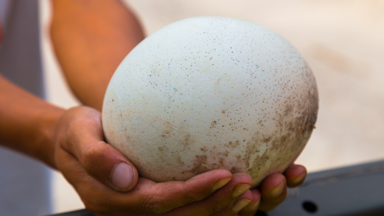 Person holding large egg in hands