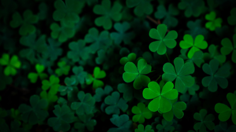 Child celebrates St. Patrick's Day