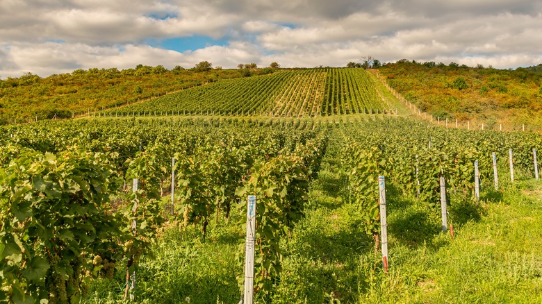 Grapevines in a field