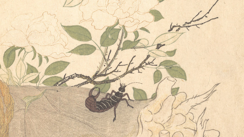 painting of earwig insect