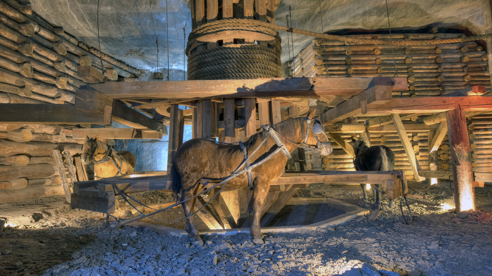 Horse-powered treadmill in use