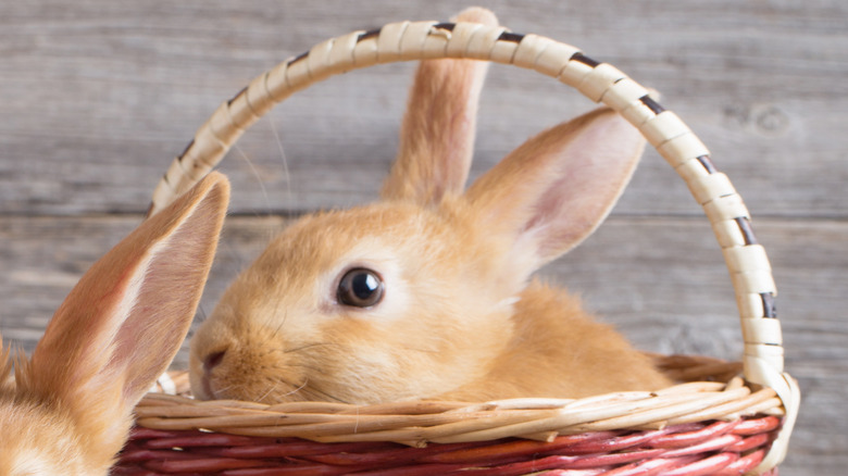 Rabbit in Easter basket