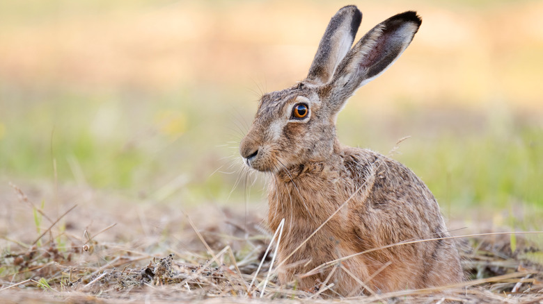 Hare in field
