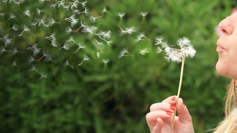 person blowing dandelion