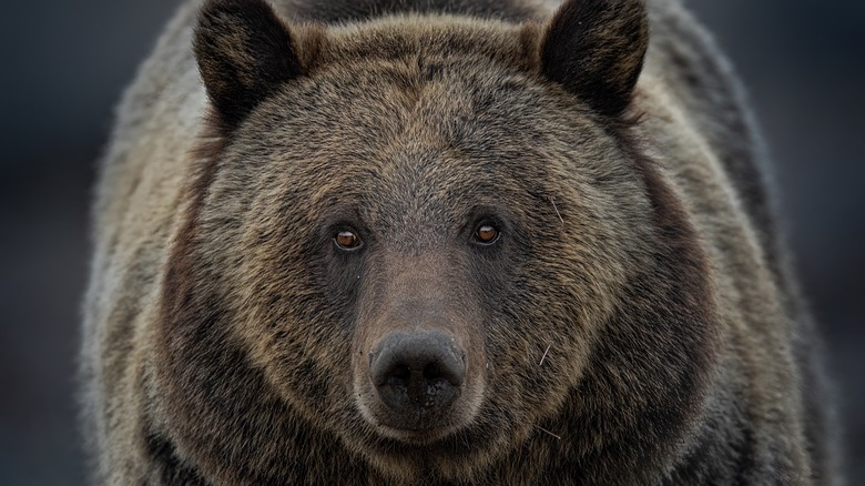 Grizzly bear
