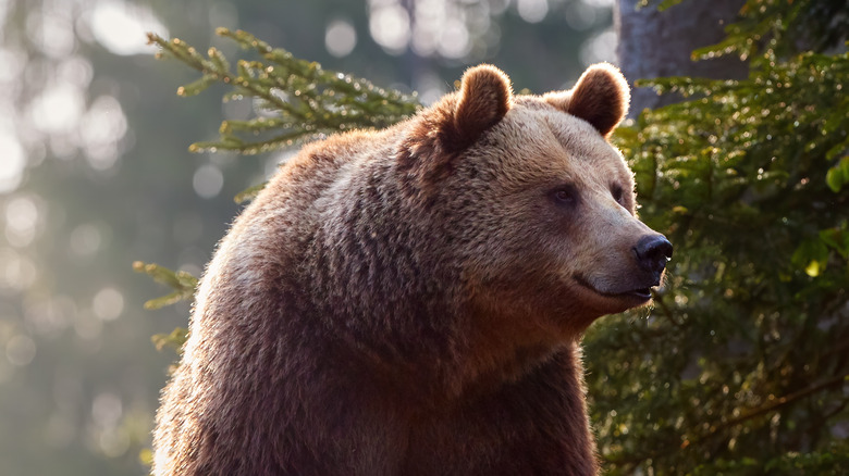 Grizzly bear in the wild