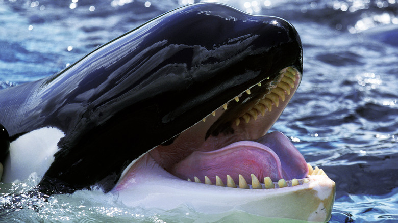 Orca with mouth open wide