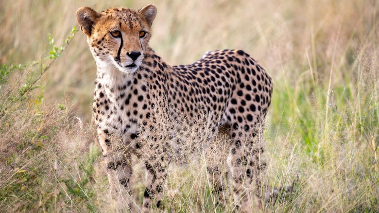 Cheetah in the grass 