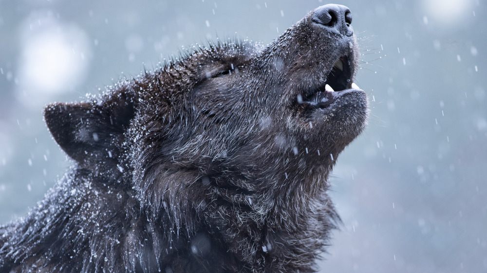 howling wolf in the snow