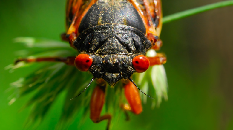 periodical cicada