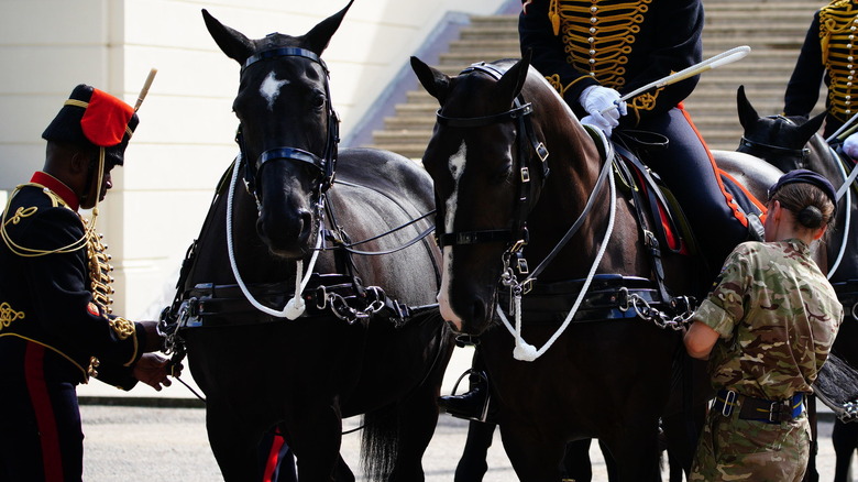 horses preparing Queen Elizabeth's funeral procession 
