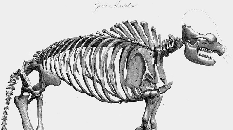 Sketch of mastodon fossil