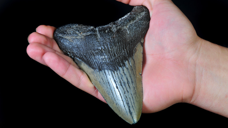 hand holding megalodon tooth