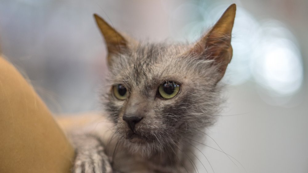 Werewolf cat