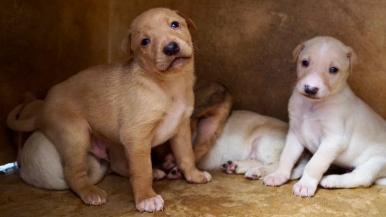 Cretan puppies