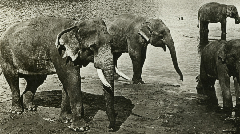 photo of elephants on Ceylon