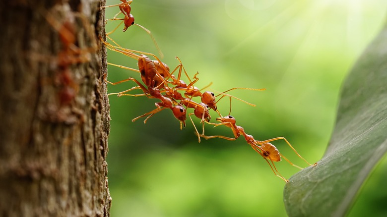 ants tree