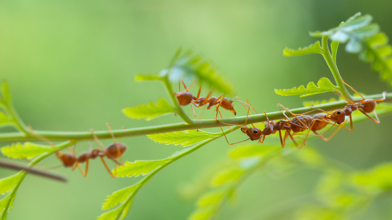 ants on a leaf