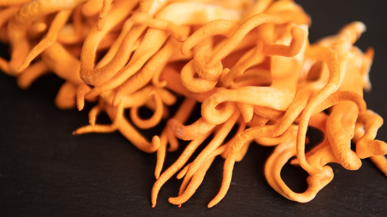the cordyceps fungus