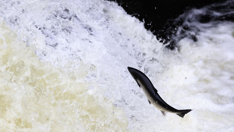Salmon jumping