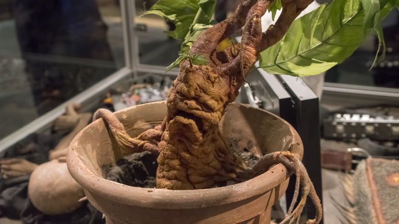 Mandrake from Harry Potter