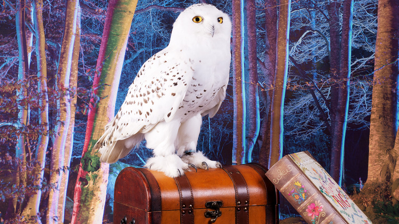 Book, trunk, and snowy owl