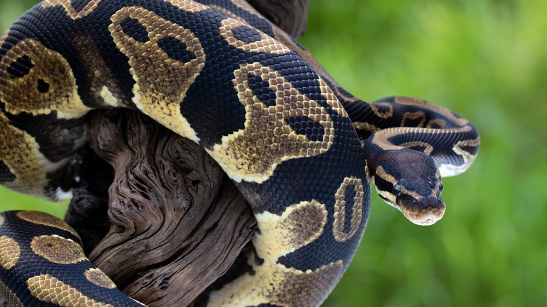 Python on a tree