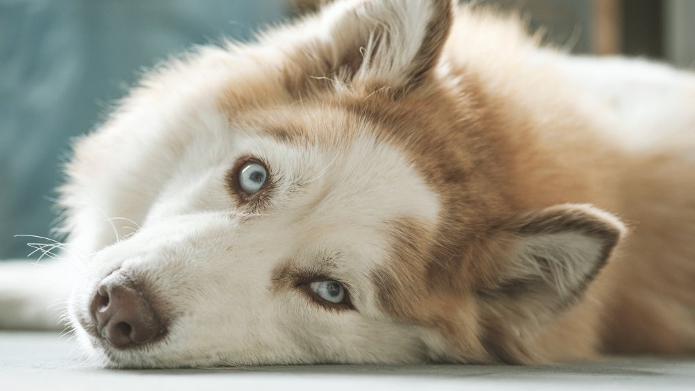 dog siberian huskie