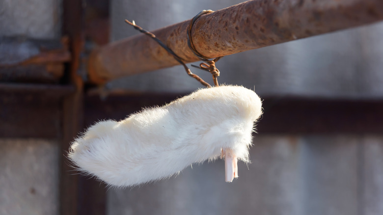 Rabbit's foot good luck charm