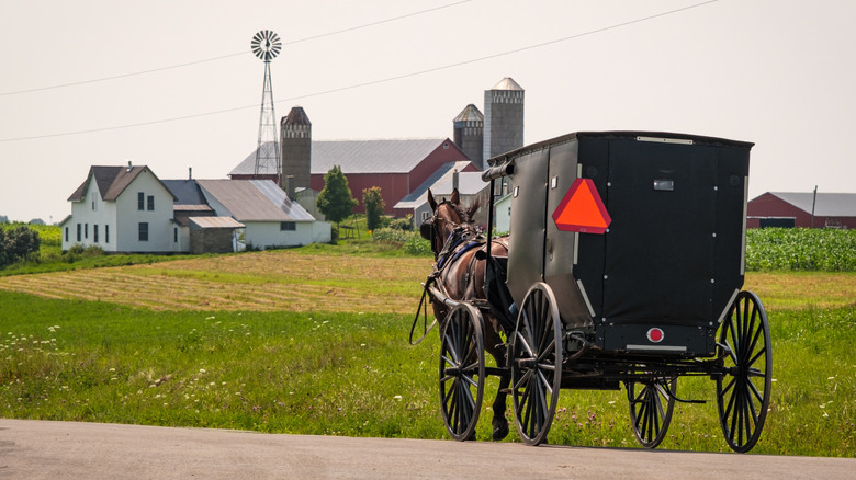 Amish buggy driving towards farm