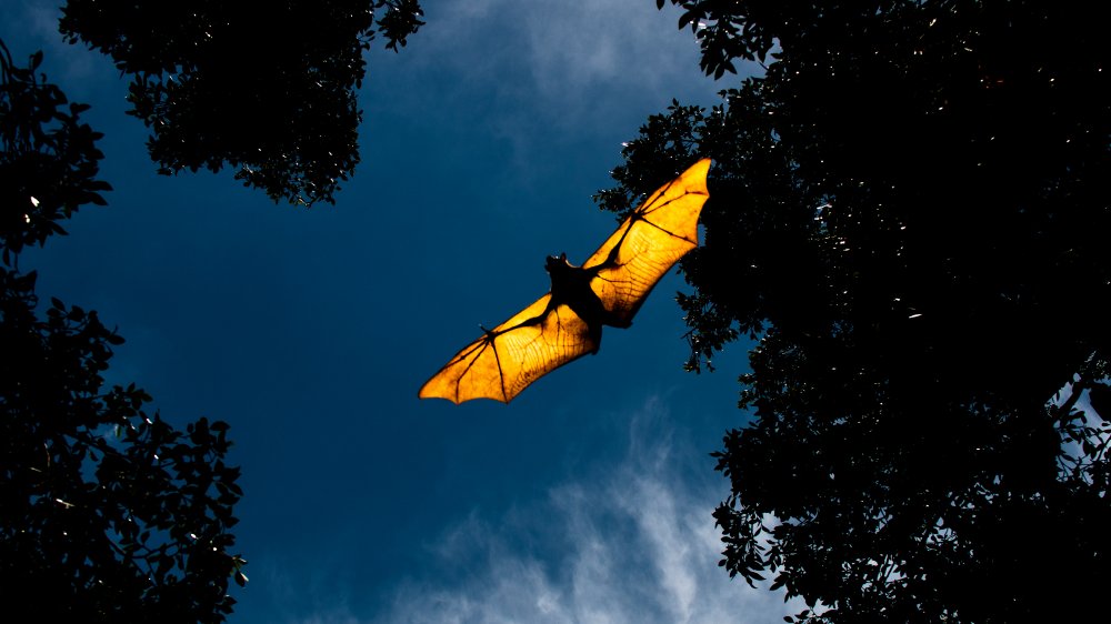 Bat in flight