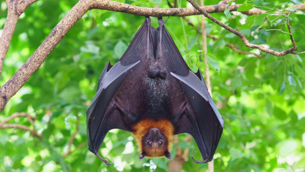 Bat