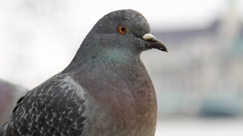 Pigeon staking out its next target