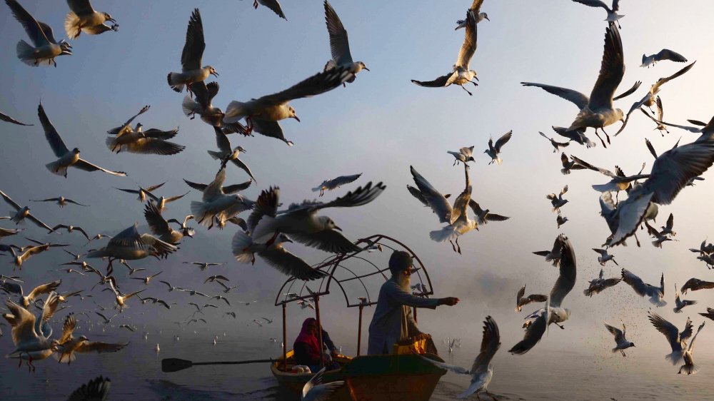 Migratory seagulls