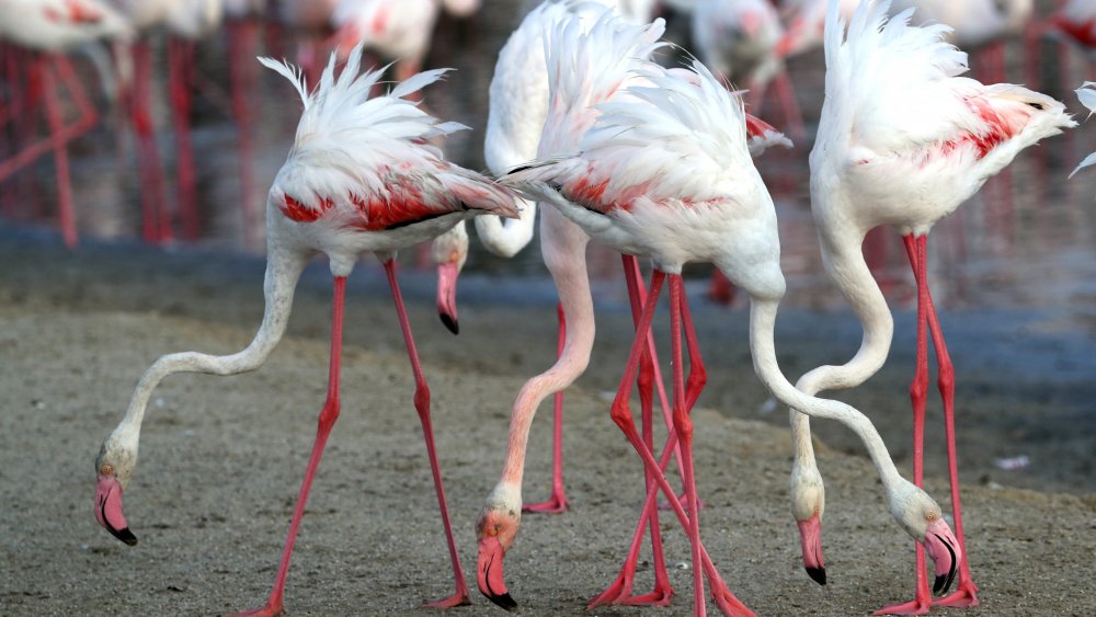 Migrating flamingos