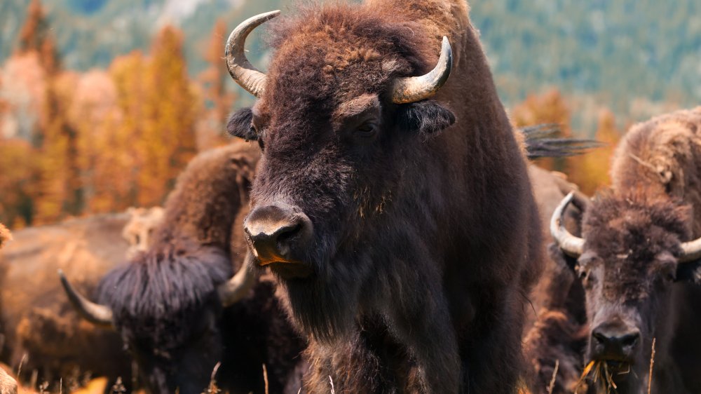 American bison