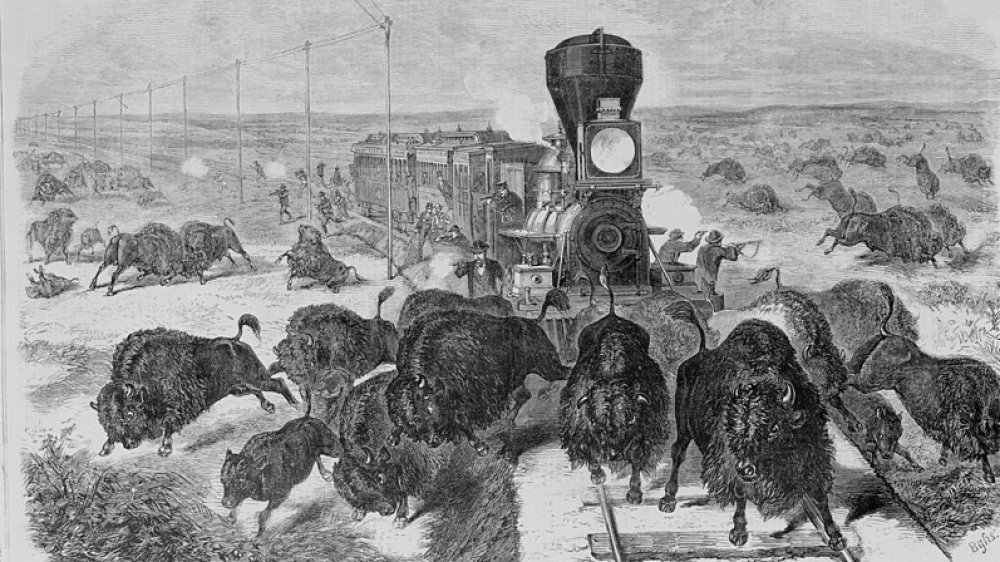 Shooting buffalo from a train