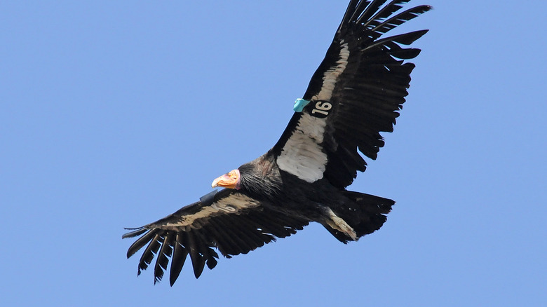 California Condor in flight