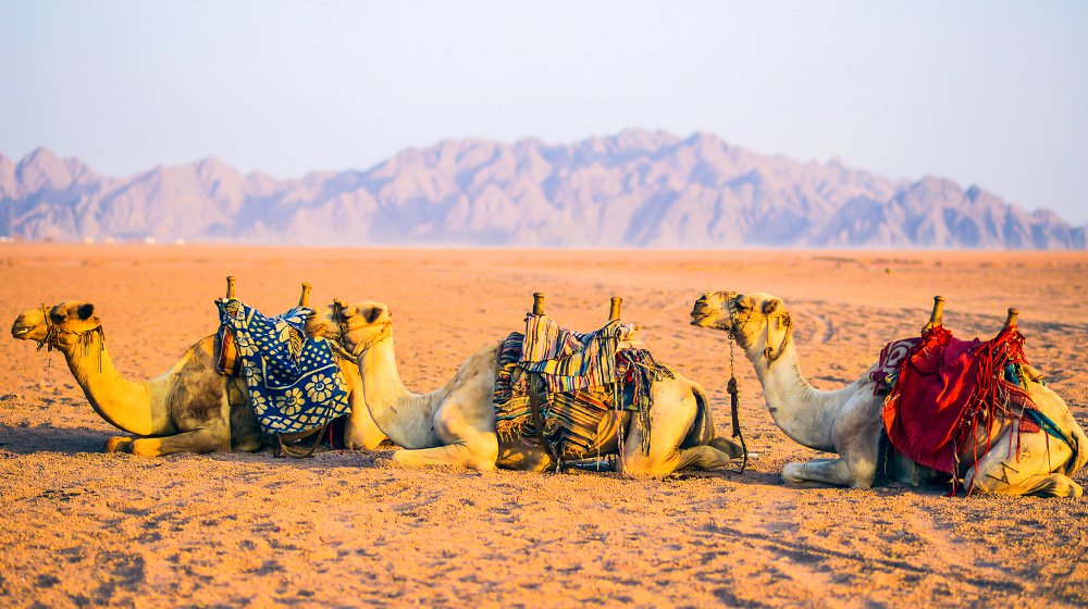 Camels in the desert