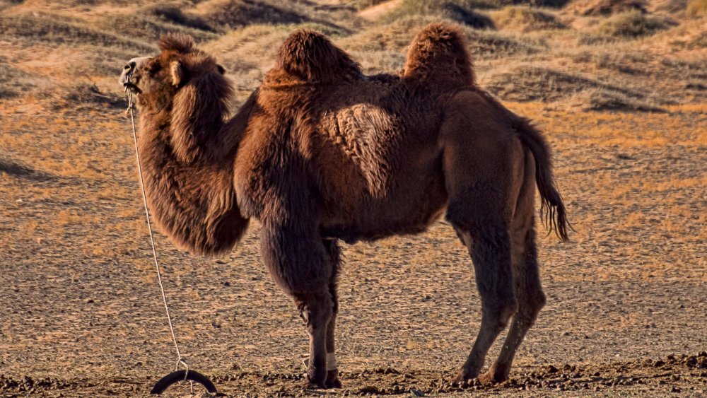 A Camel 